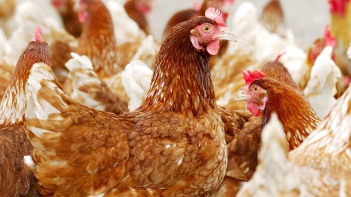 Is Now the Time to Really Worry About Bird Flu?